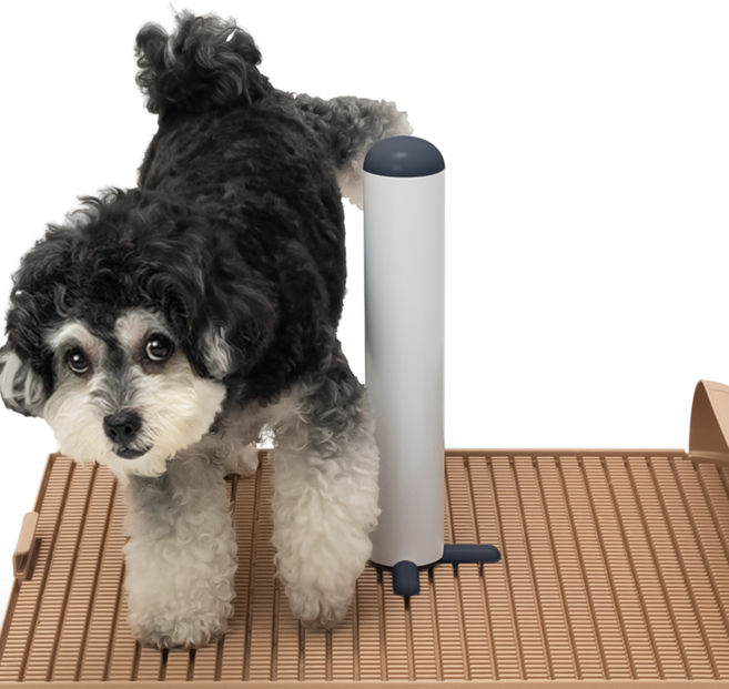 독톡 배변판 전용 봉봉이 수컷 강아지 마킹, 네이비, 1개