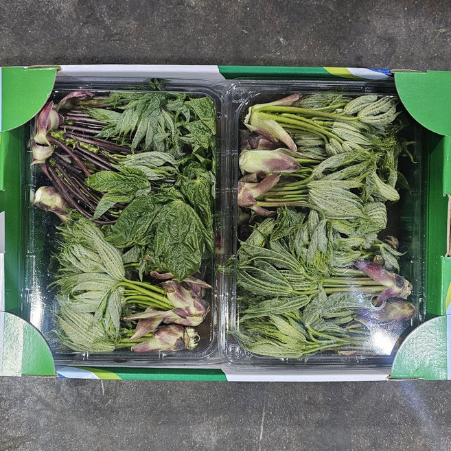 클릭마켓 자연산 엄나무순 음나무순 개두릅, 500g, 1개