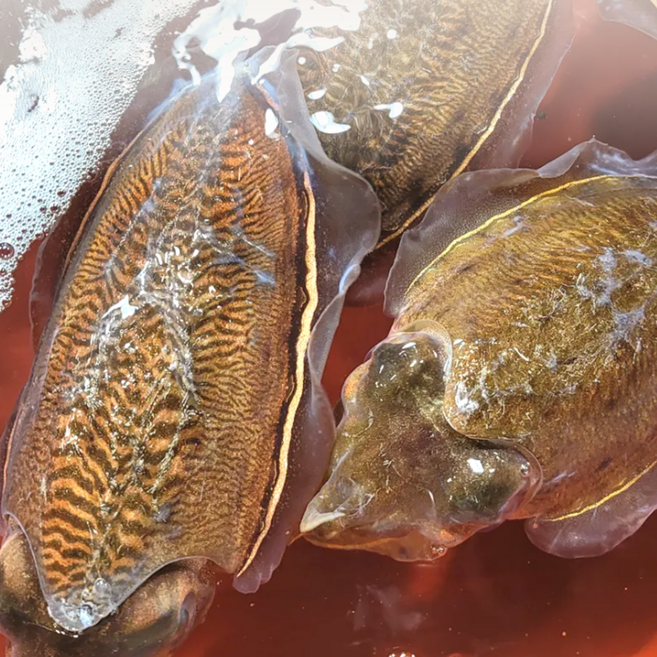 [봄맞이초특가] 제철맞은 국내산 당일조업 생물 갑오징어, 1개, 1kg