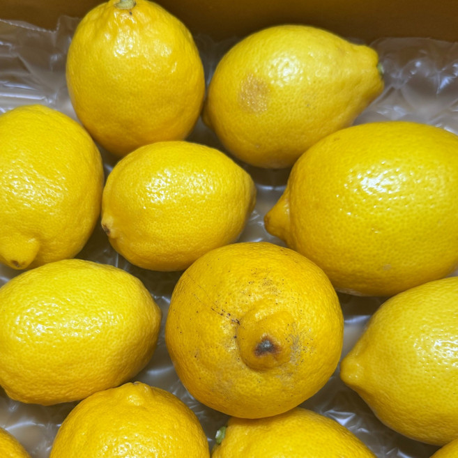 [실속 최저가] 제주 국내산 산지직송 무왁스 못난이 레몬 가정용, 1박스, 못난이 레몬 1.5kg