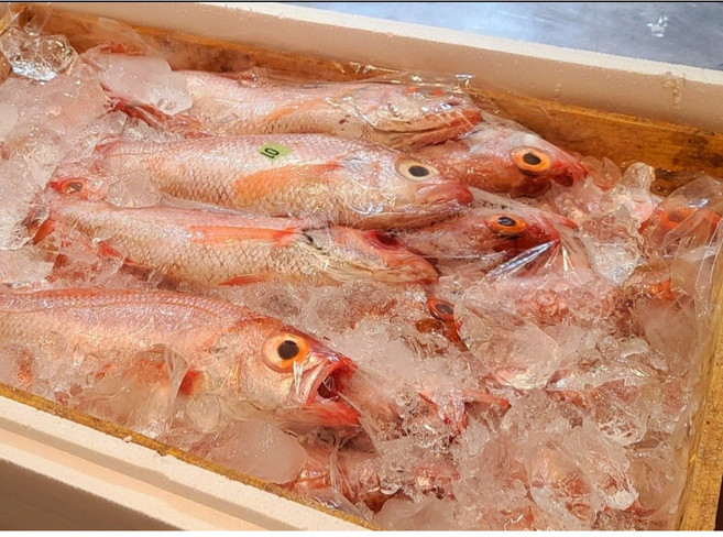 최고급 생물 생선 손질 금태, 1박스, [급냉]금태2미손질전1kg