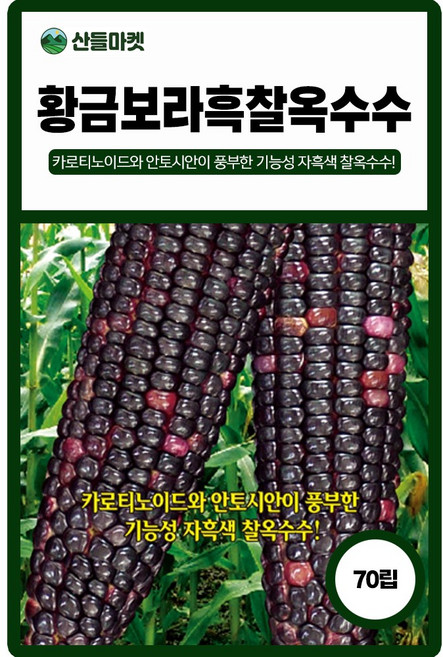황금 보라흑찰 옥수수 씨앗 70립 안토시아닌 풍부하고 상품성 우수한 찰옥수수씨 종자, 1개