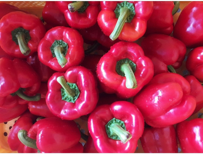 농장에서 바로딴 아삭아삭 통통한 특품 빨강색 파프리카 - 5kg ( 20~25개 내외 ), 1개