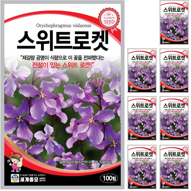 스위트로켓 씨앗 100립 꽃씨앗 세계종묘 모칸도, 8개