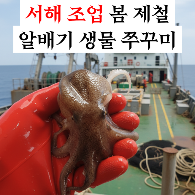 [한정특가] 싱싱한 알쭈꾸미 알배기 생물 쭈꾸미, 1박스, 1kg