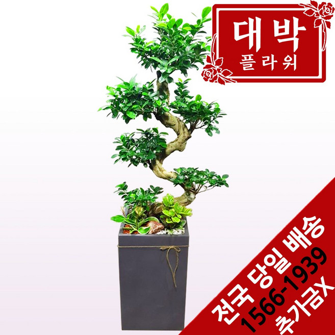대박플라워 가지마루 개업화분 집들이선물 실내인테리어화분 공기정화식물 관엽식물 꽃배달, 1개, 식물화분