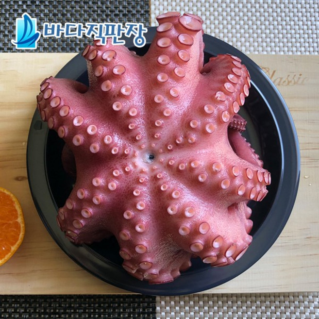 바다직판장 모리타니아 자숙문어 900g~1kg 최고급 돌문어 문어요리전문점, 1개