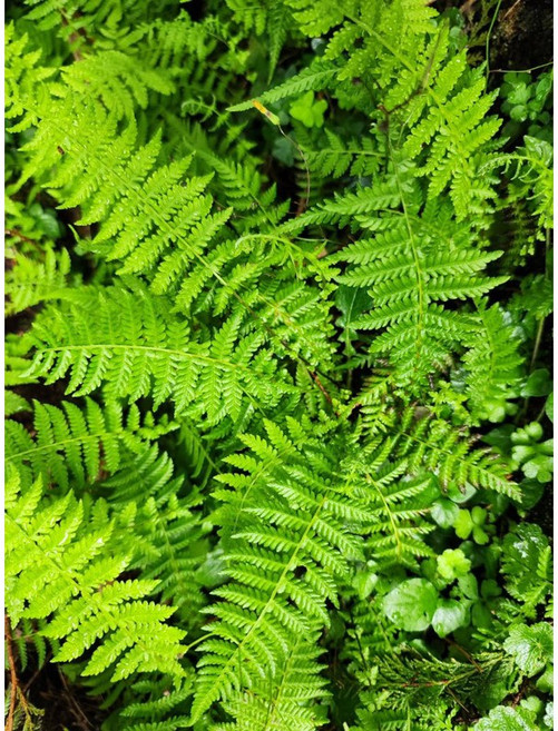 苔鑽 縮羽金星蕨 迷你盆栽 3株, 縮羽金星蕨,一株（約3～4根,裸根寄送）, 3個
