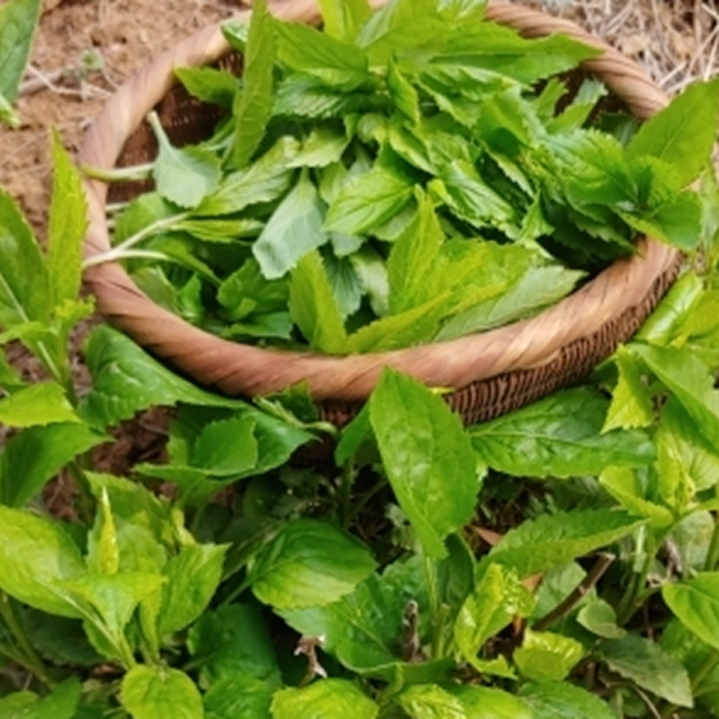 울릉도전령사 부지깽이 봄 나물 당일직송, 1박스, 1kg