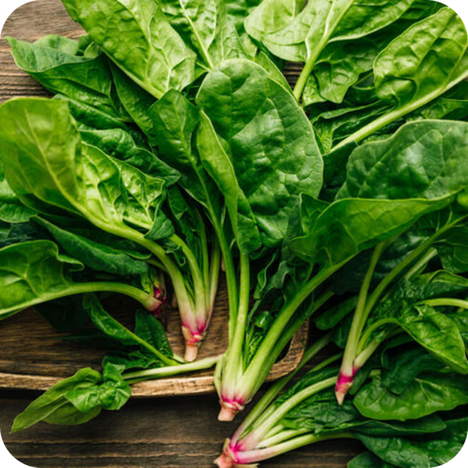 [50박스한정특가] 재구매율200% 달큰한 남해보물초 섬초, 1박스, 3kg