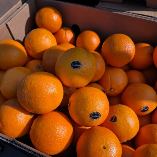 [3차완판 초특가] 고당도 블랙라벨 오렌지, 1개, 4.6kg 대과 (20과)