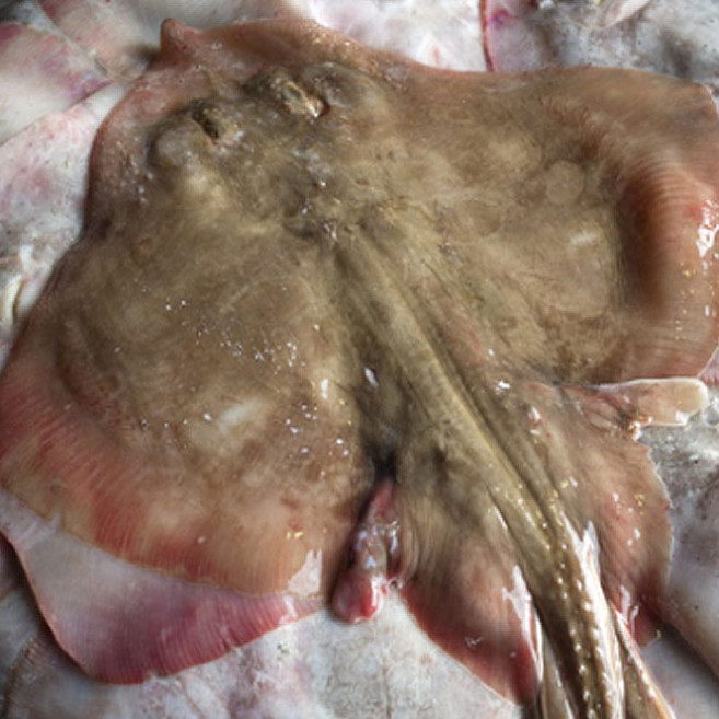 대 간재미 1.2kg(2~3미)/국내산/횟감가능 /가오리, 1개