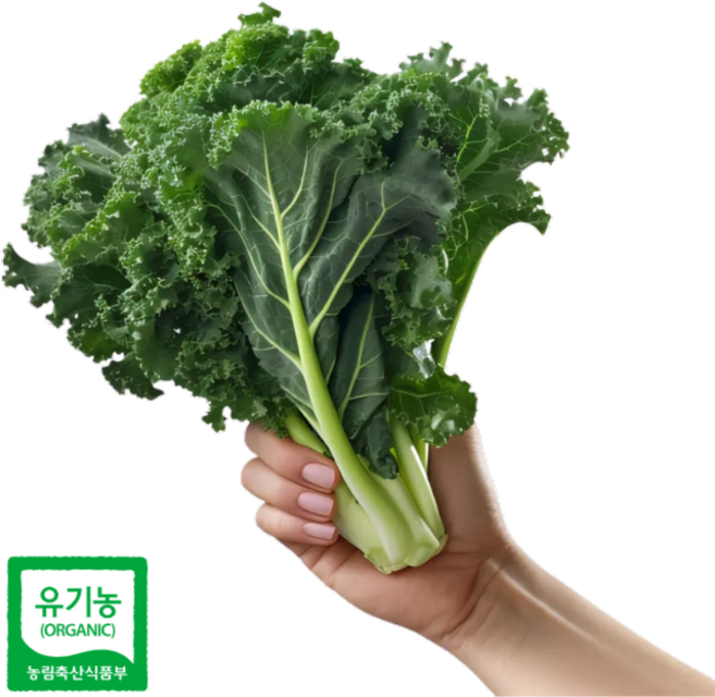 케일 유기농 컬리케일 샐러드용 다이어트 쌈채소, 컬리케일 1kg, 1개