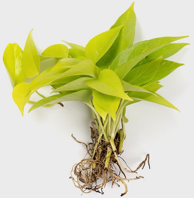 메이크정글 흙 없이 키우기 쉬운 수경재배 흙 세척 식물 모음, 형광스킨답서스