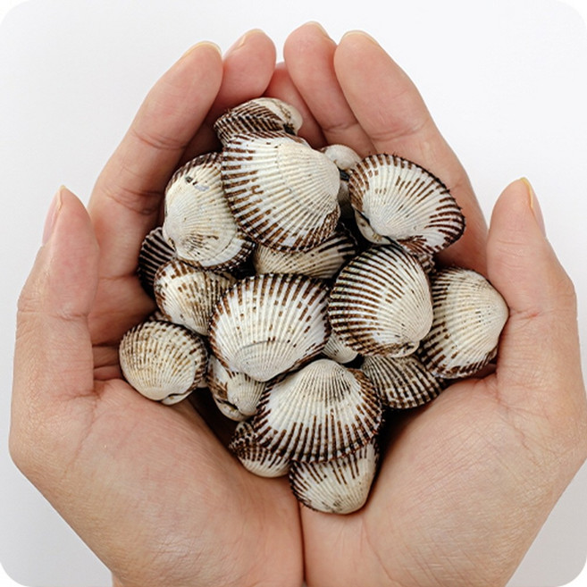 [프리미엄] 당일채취 당일발송 벌교꼬막 새꼬막, 1박스, 10kg