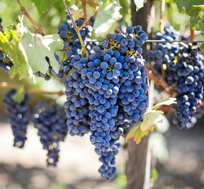 산머루나무 포도나무묘목 유실수 약용수 조경수(TB)