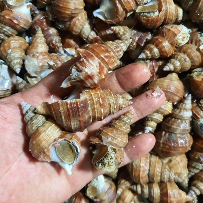 국내산 살고동 1kg(55미 내외), 1개, 1kg