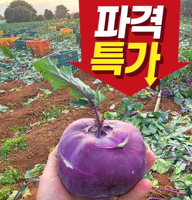 <제주빛가람> 제주산 프리미엄 특품 콜리브리 품종 콜라비, 1박스, 10kg