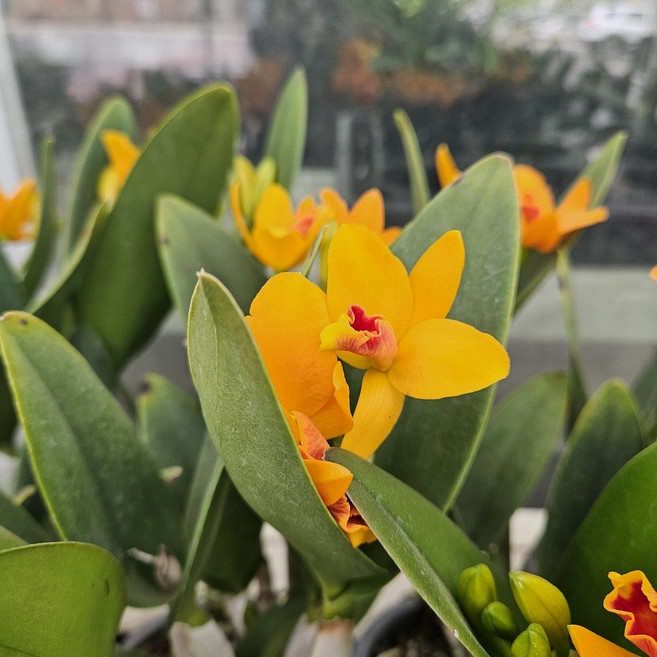 양형제농원 서양난 카틀레야 리틀썬 주황꽃, 1개