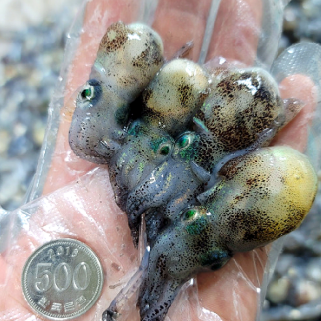 서해안 급냉 귀꼴뚜기 귀오징어, 500g, 1개