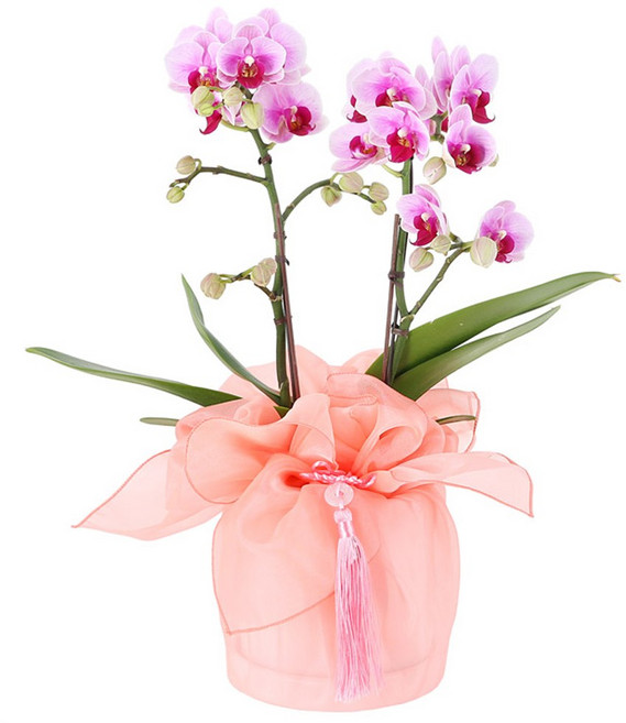 (오늘도착) 99플라워 베스트 꽃선물 모음 - 생일 기념일 당일꽃배달 꽃바구니 꽃다발 전국당일배송 생화, 28.[ST-H495]사랑의서양란, 1개