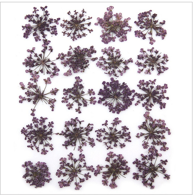 프레스코21 압화 꽃송이 레이스플라워(보라)