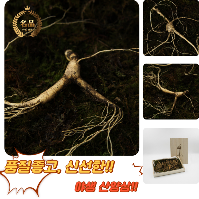 [굿피플] 산양삼 산양산삼 장뇌삼 산양삼산삼 산삼 산삼배양근 6년근장뇌삼 선물세트[산양삼 20년산 프리미엄선물용 / 2뿌리+(가족삼) 2뿌리], 1박스, 10g