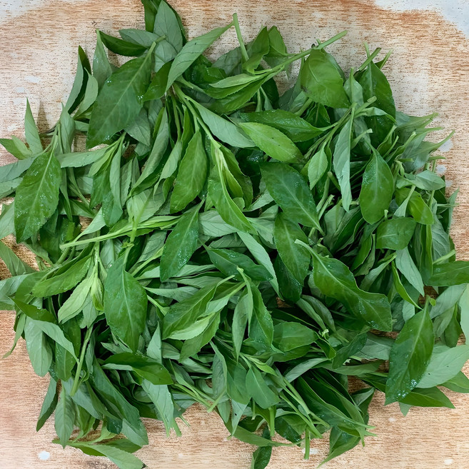 명월초 (삼붕초 당뇨초) 생잎, 1kg, 1개