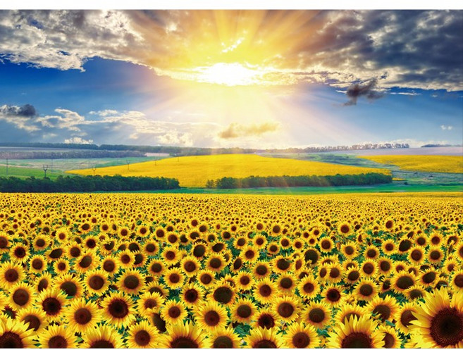 1000피스 풍경 직소퍼즐 금빛 해바라기 CA1161, 단품, 1개