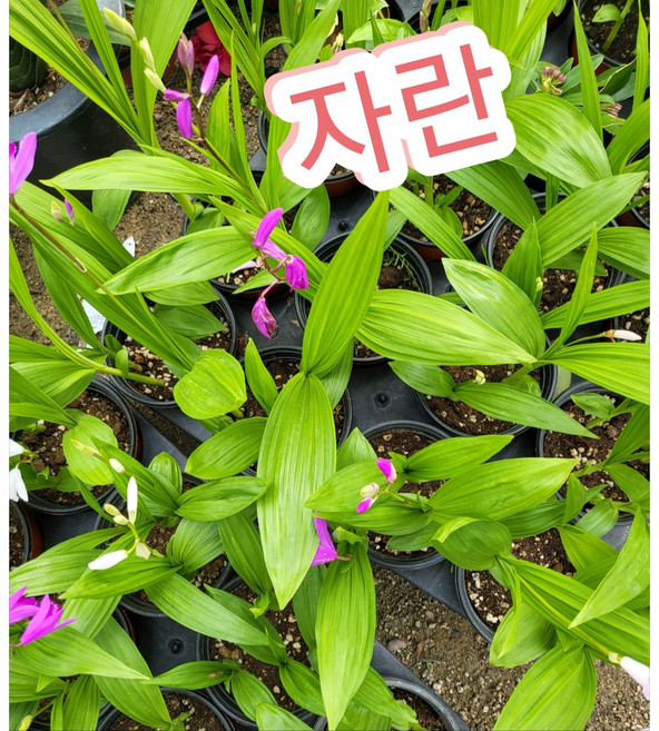 자란꽃/홍자색 나비가 양 날개를 펼치며 날아올라 자란, 1개