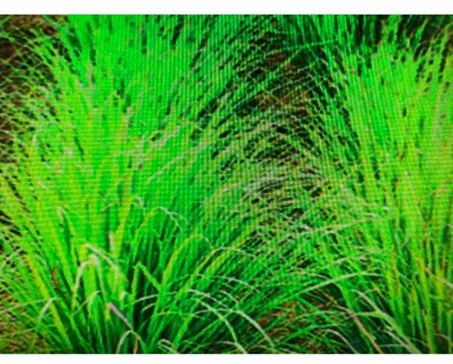 香茅精油 Citronella - 1Kg 新鋁瓶分裝 台灣製造, 1個