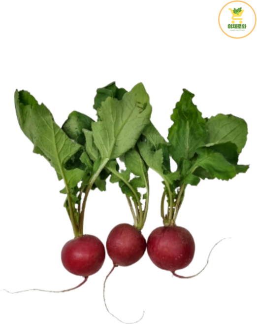 래디쉬 1kg 레디쉬 샐러드야채 채소 농산물 유럽 1kg, 1개
