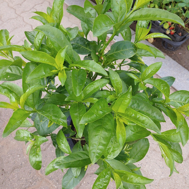 [성심꽃농원] 야래향_향기가엄청_대품, 1개