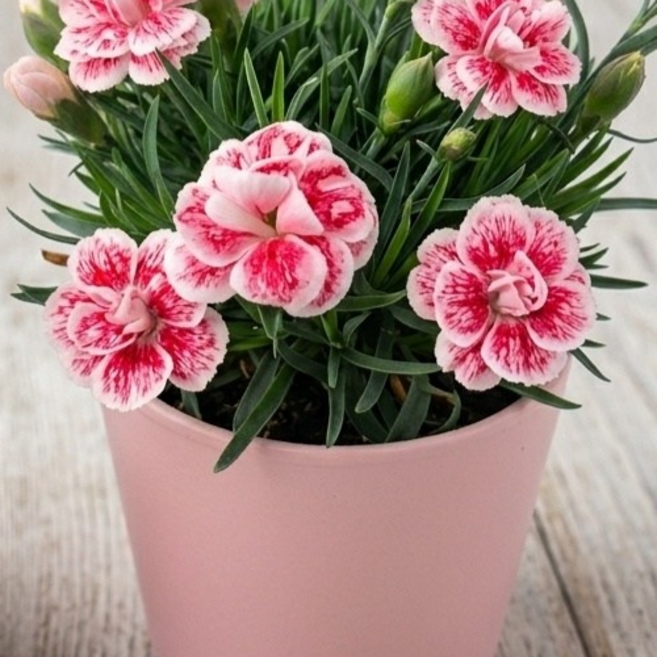 안녕두구동 향카네이션 감성 꽃선물 노지월동 키우기쉬운꽃 카네이션, 1개, 연분홍커버볼포함