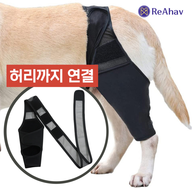 레아하브 모션서포트 강아지 슬개골보호대, 1개, 블랙