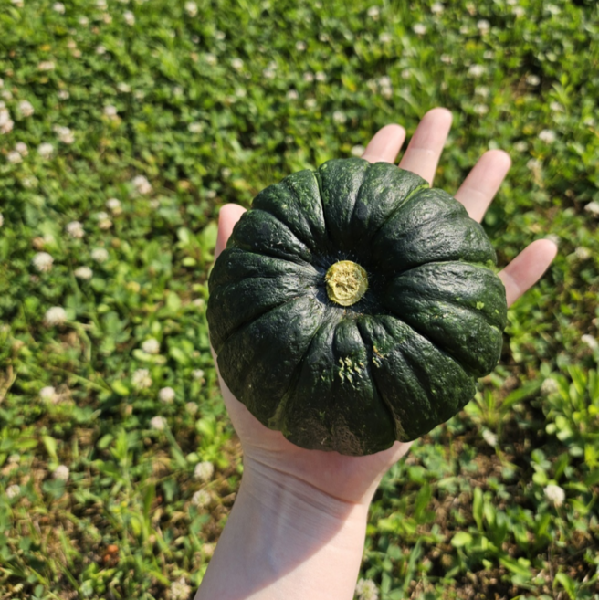 제주 미니 밤호박 보우짱, 1박스, 로얄과 2kg