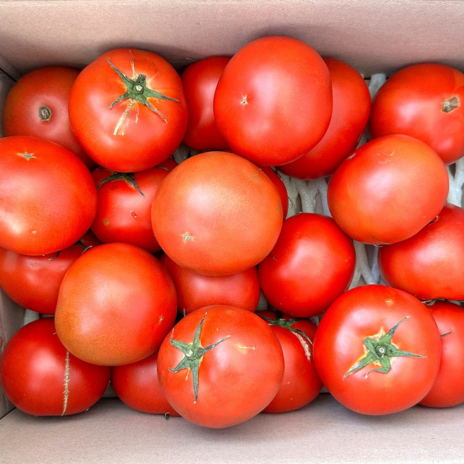 [싱싱냠냠] 국내산 주스용 토마토 찰토마토, 1박스, 5kg(소과)