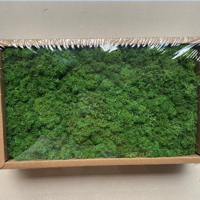 永生花苔蘚 馴鹿苔 不凋花藝材料, 019聖誕綠