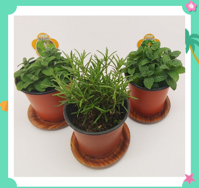 식용허브 먹는식물 로즈마리 라벤더 레몬밤 애플민트 스피아민트 초코민트 파인애플민트 페퍼민트 오데코롱민트 허브키우기 10cm 포트, 1개