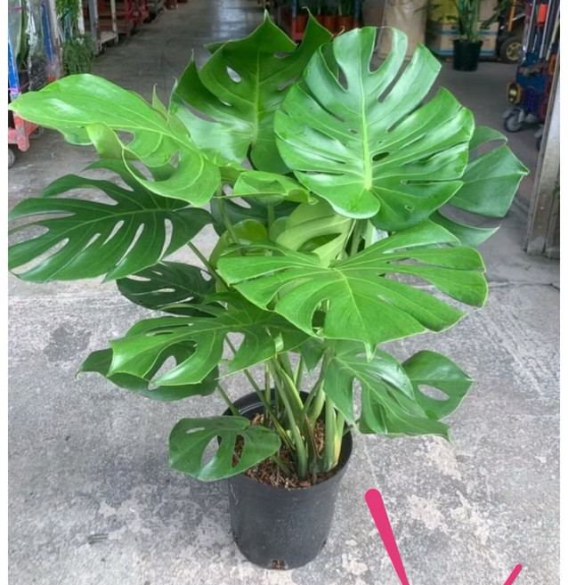 HHM Henghuimei 大葉龜背芋, 1個, 單買樹650元