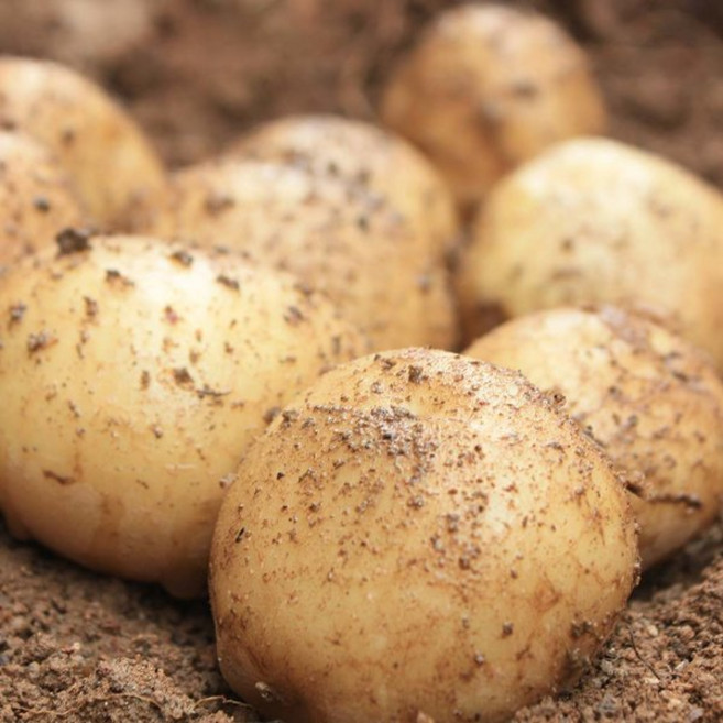 이웃사촌 햇 감자 단골많은 집, 5kg (왕특, 요리용), 1개