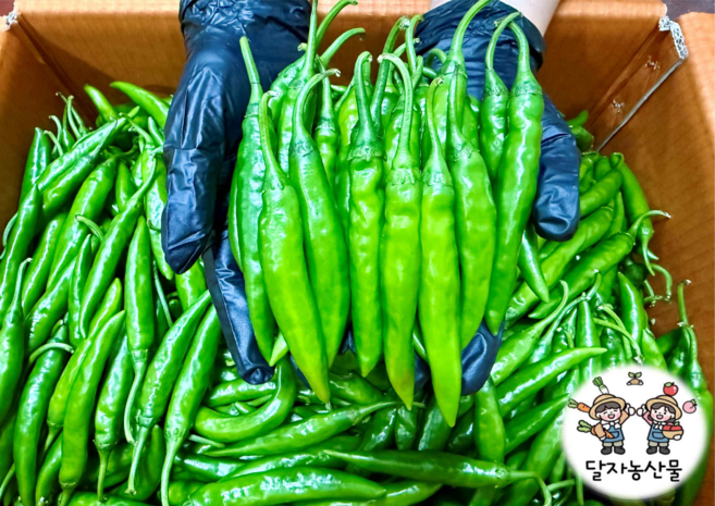 [당일경매] 국내산 신선한 청양고추 1박스, 1개, 500g