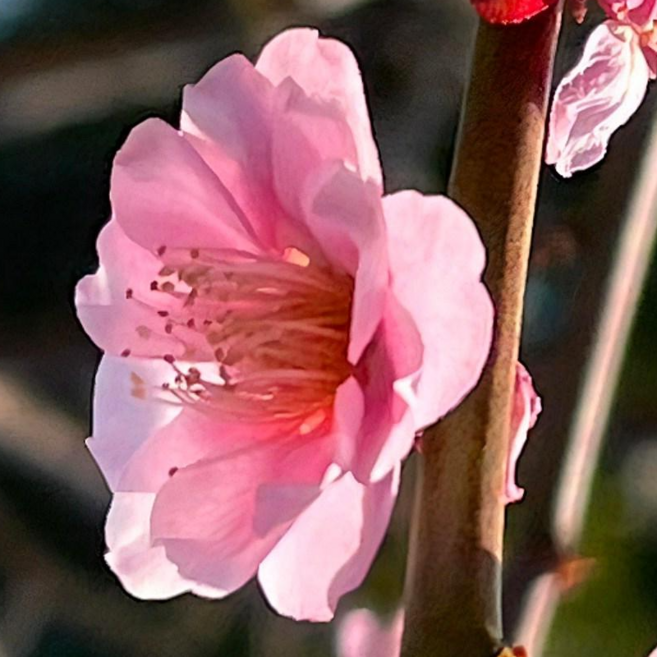 분홍 매화나무 묘목 / 춘일야홍수양매, 1개