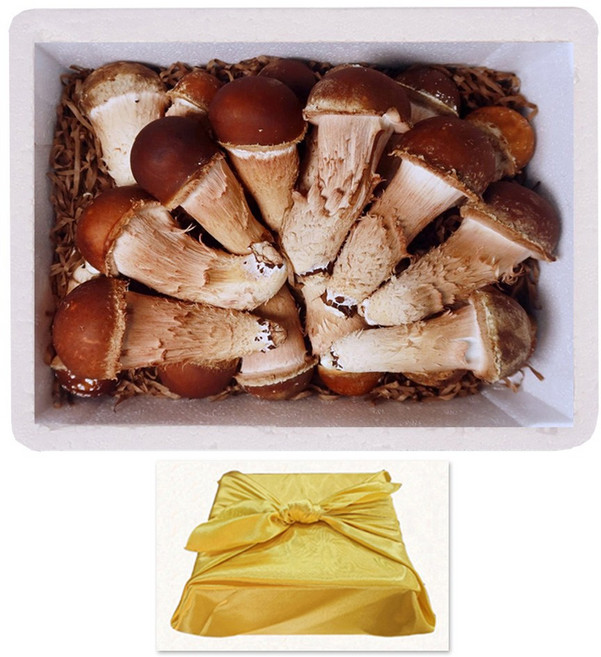 [햇담송]무농약 국내산 참송이버섯 특대사이즈 최상급 진한 송이향의 고급버섯, 1박스, 1kg 최상급 보자기포장