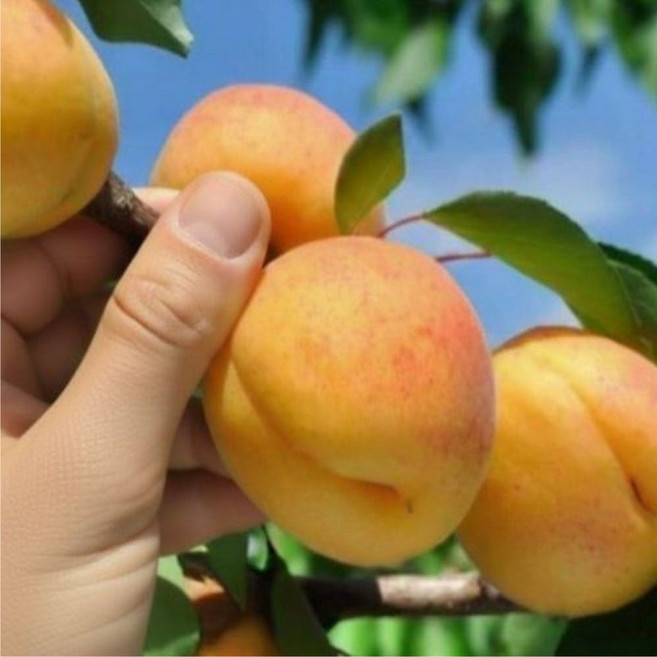 대왕 살구나무 묘목 홍천간 2년생 접목1년 특묘 상묘 왕살구묘목, 1개, 홍천간 접1년 (특묘)