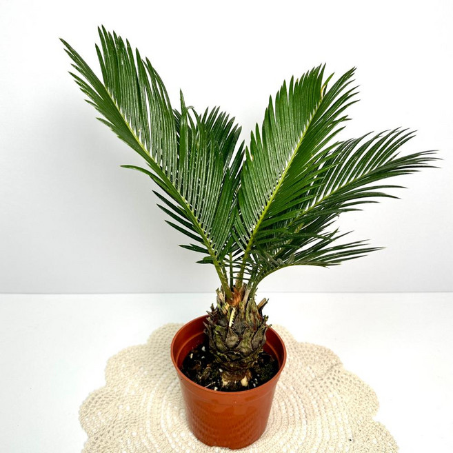 소담꽃농원 소철 실내화초 플로리다 야자나무 1개