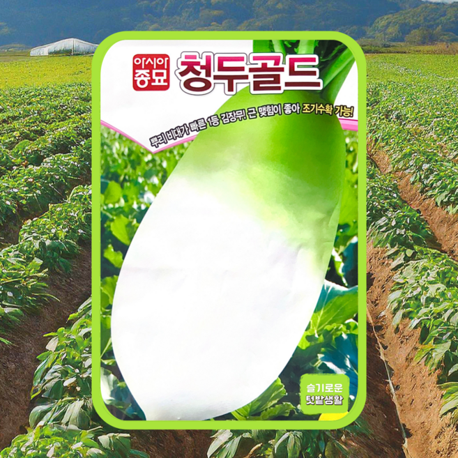 김장 무 씨앗 2000립 아시아종묘 씨 청두 골드 청두무 가을 김장무씨 종자 채소 무씨앗, 1개