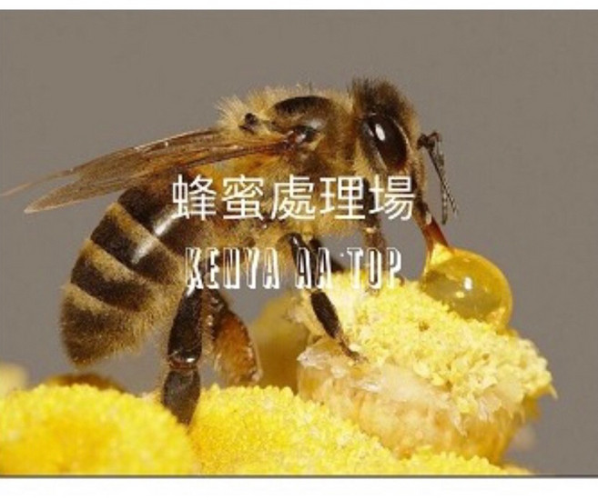 肯亞 AA TOP 咖啡生豆, 1個