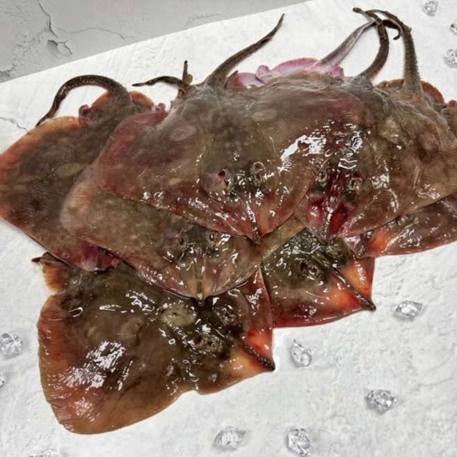 자연산 생물 간재미 간자미 강개미 회 무침 3kg, 1개, 3kg내외(5-10미)