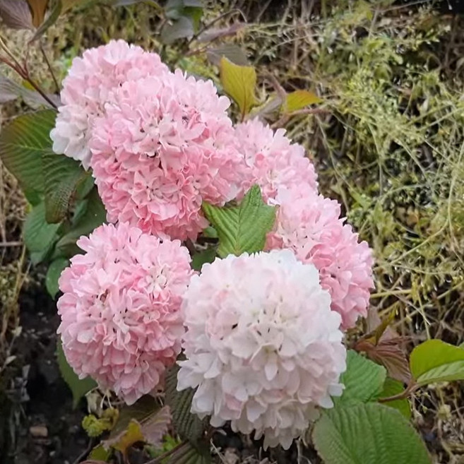 [좋은원예] 고급수종 분홍설구화 핑크오데마리 40cm 전후 개화주, 1개